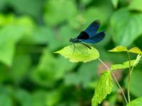 Blauflügel-Prachtlibelle Männchen